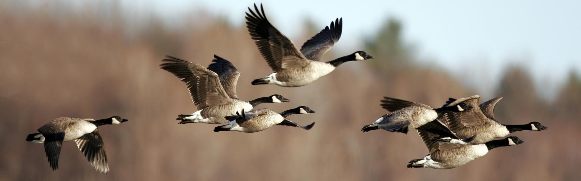 Flock of Canadian geese flying