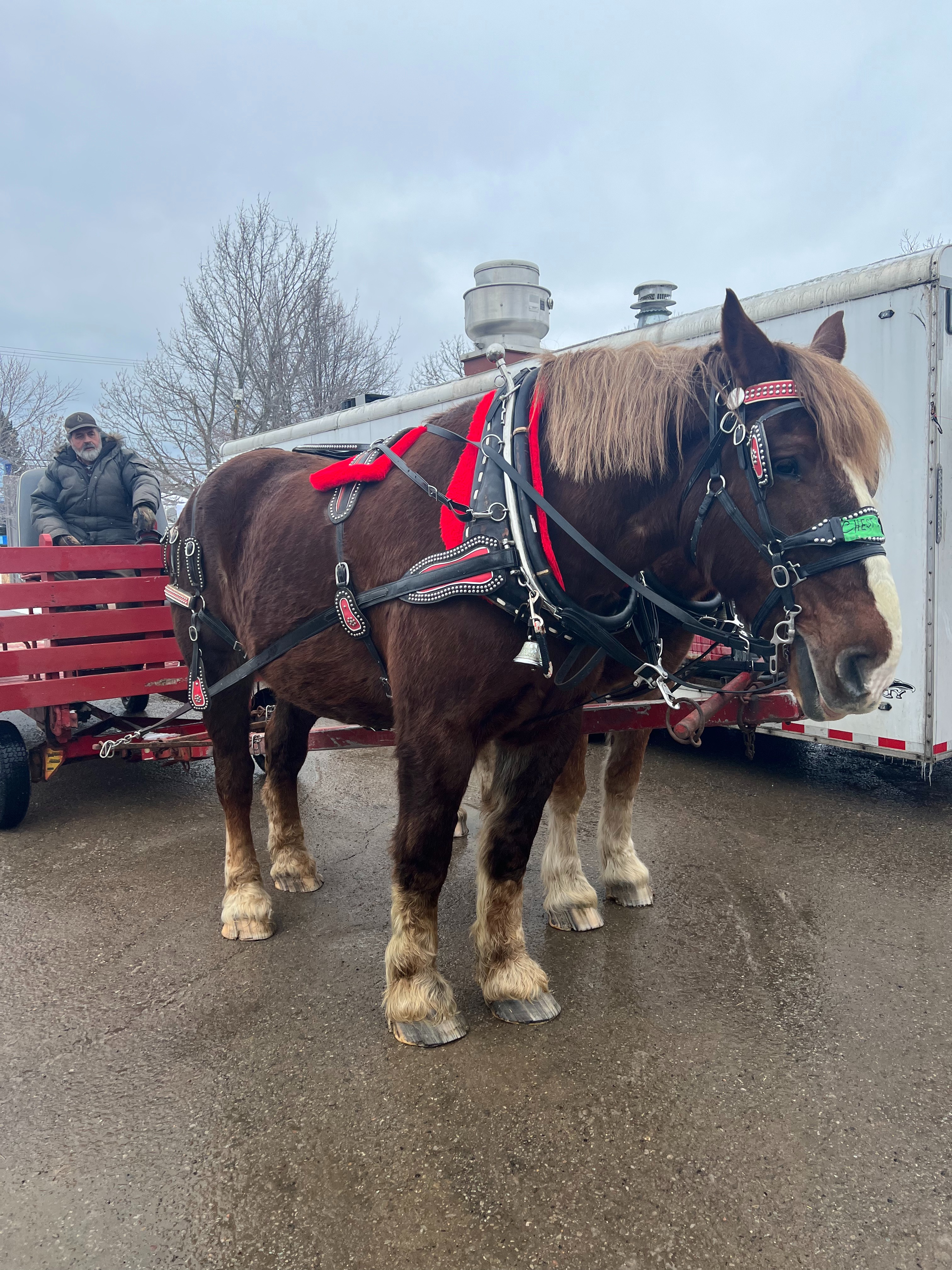 Photo of horse-drawn wagon rides