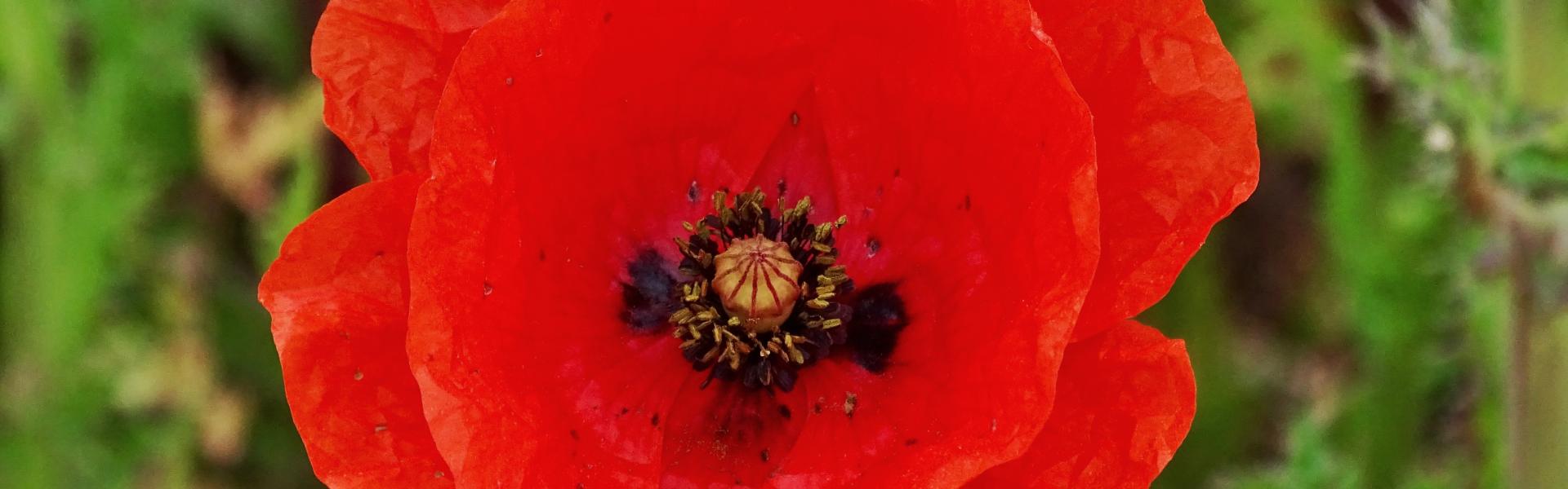 Photo of a poppy 