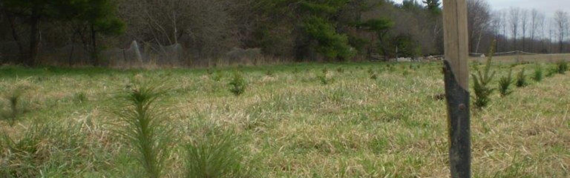 Photo of seedling in a field. 