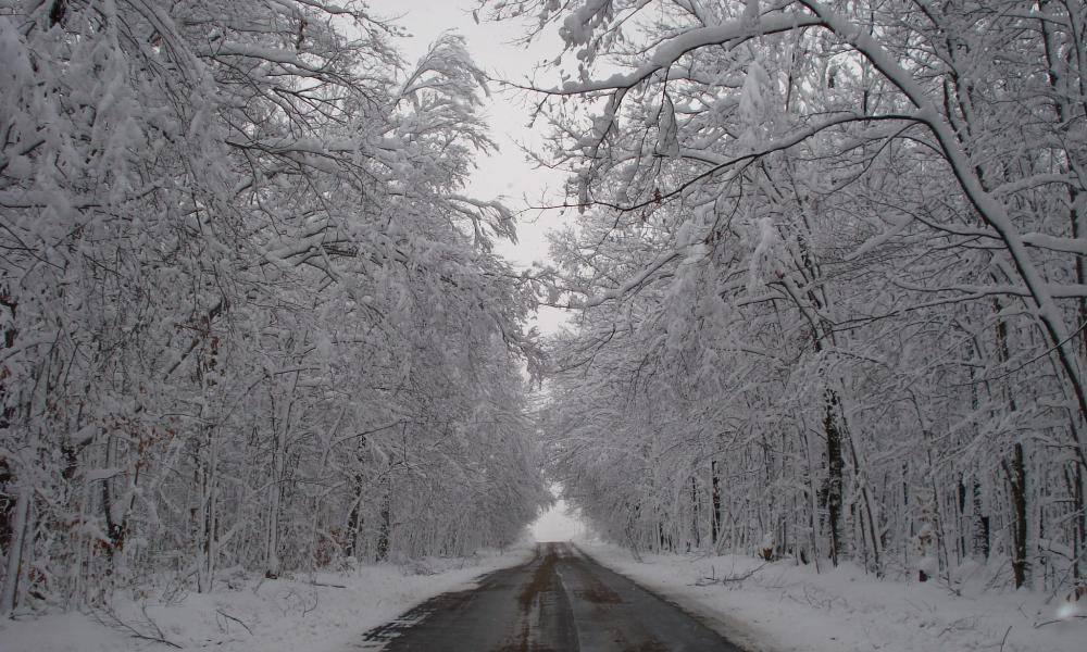 Winter road surrounded by snow capped trees