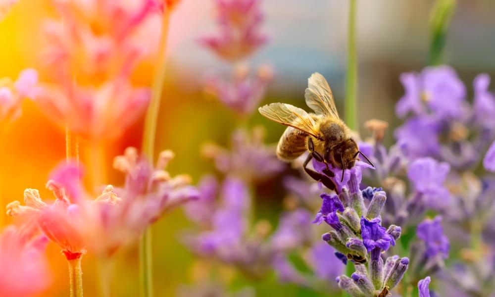 Bee collecting pollen from a lavender plant