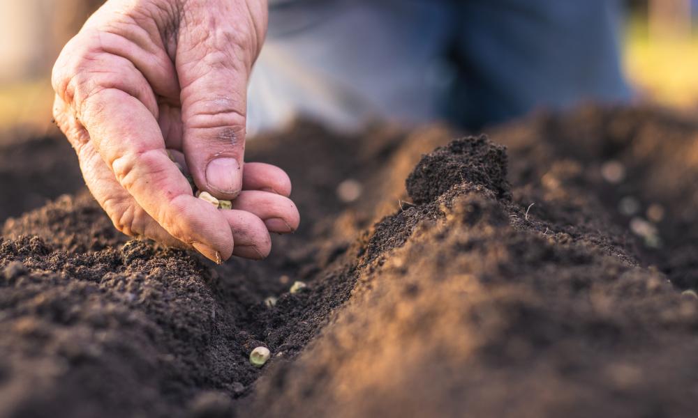 Man's hand planting seeds in the soil