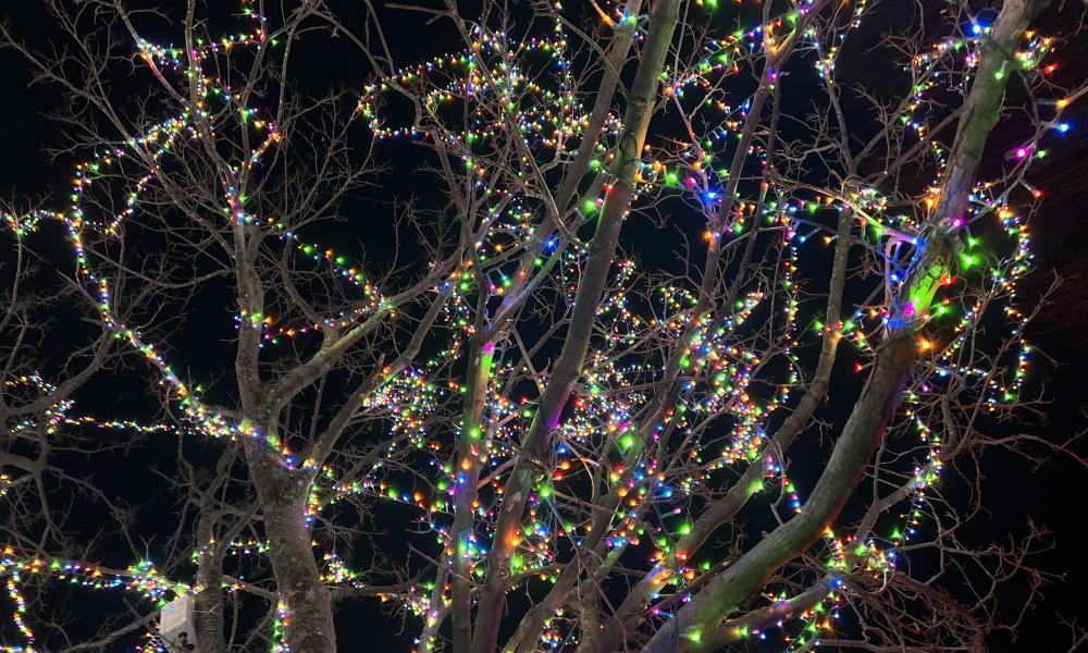 image of tree lit up with colourful lights 