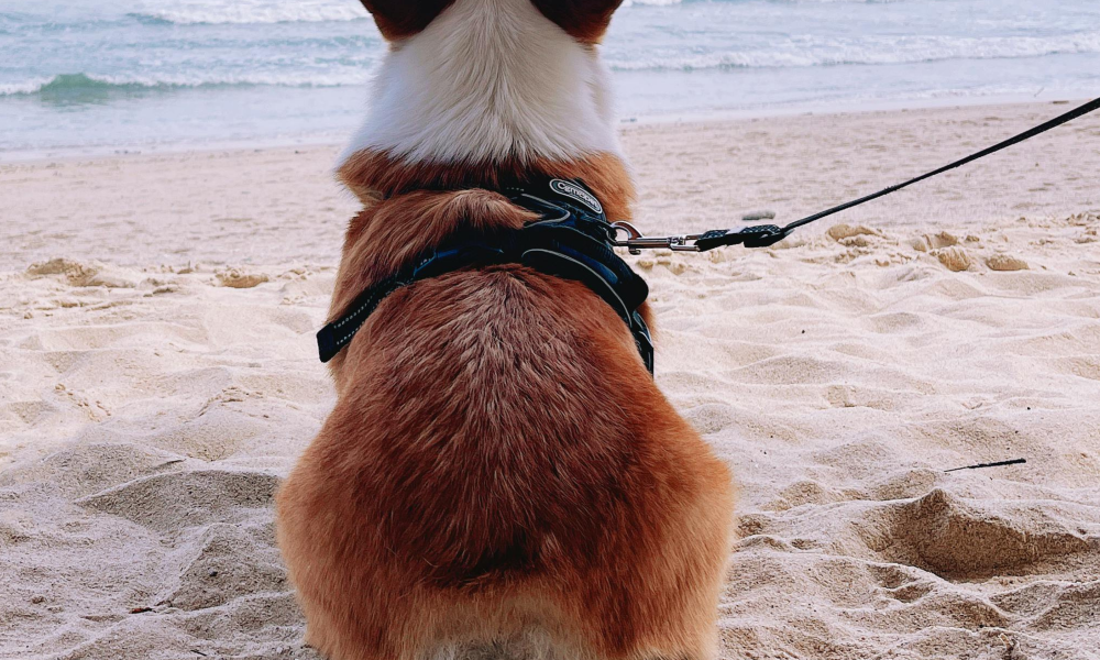corgi on a leash and harness sitting on the sand looking out onto the beach