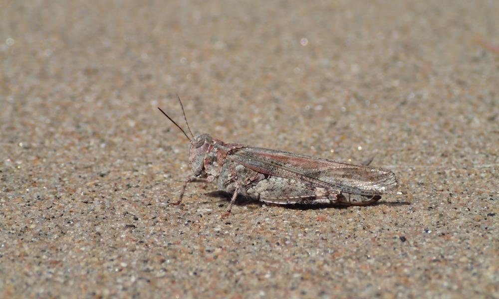Lake Huron Grasshopper on sand