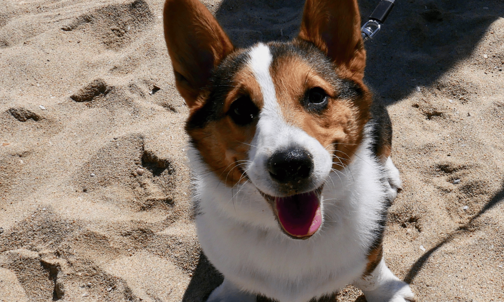 Happy corgi sitting on the sandy ground with a leash, looking up at the camera smiling
