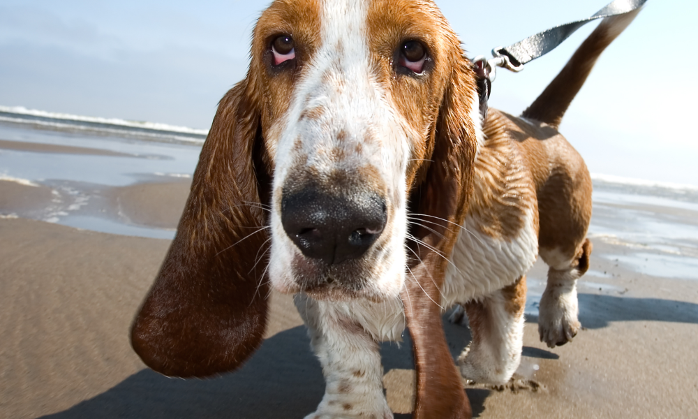 basset hound breed of dog on a harness on the beach