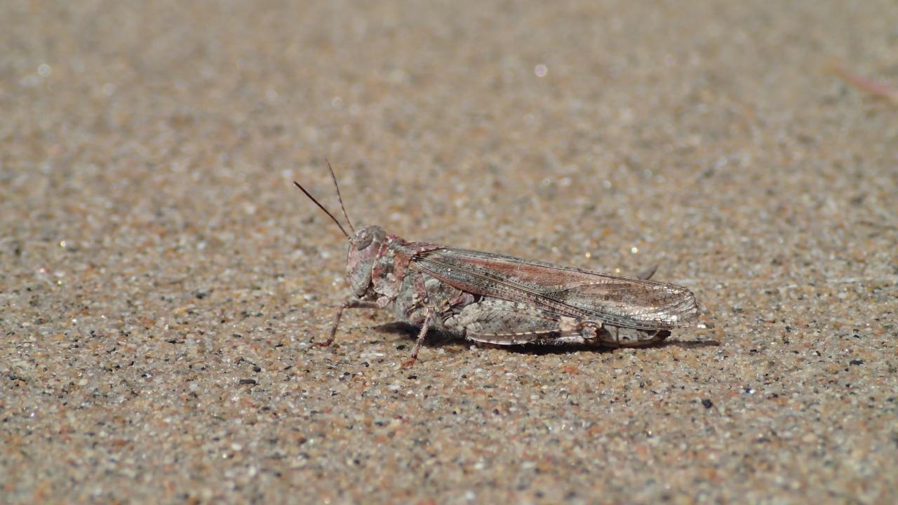 Lake Huron Grasshopper on sand