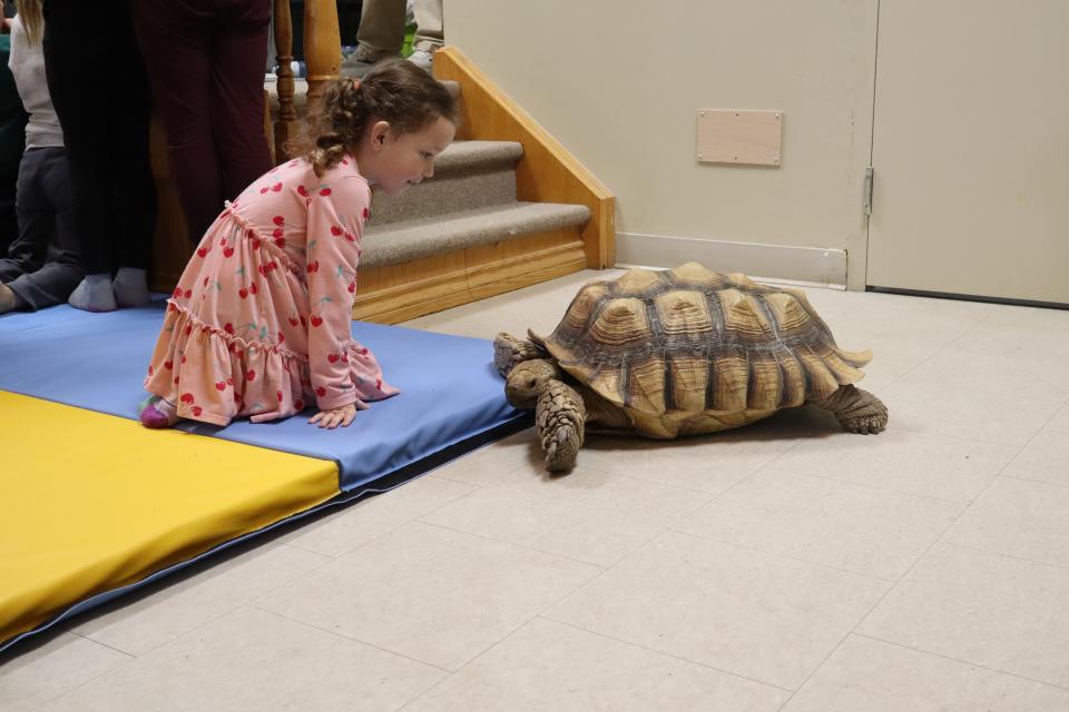Girl in a pink dress gazing at the large tortoise walking around on the floor