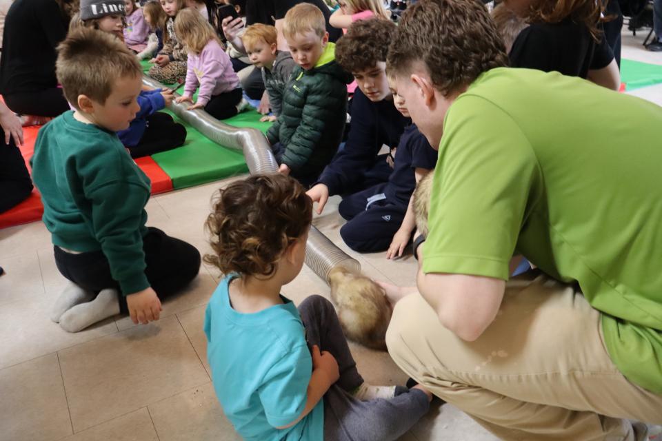 Zoo to You putting a ferret into a large tube placed on the floor with many children looking on