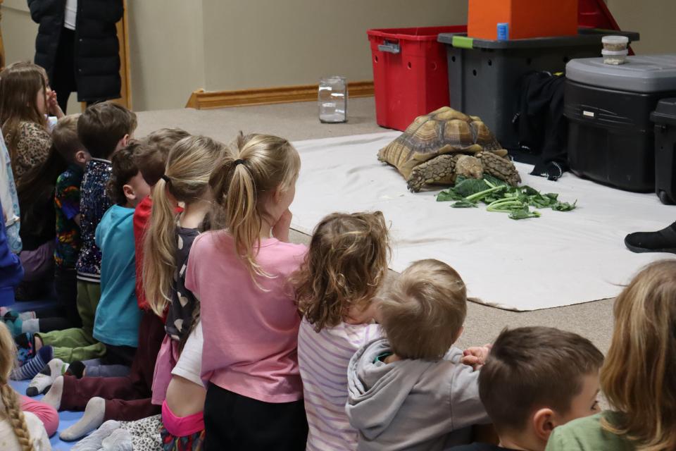 Group of children watching a tortoise on the stage eating a pile of lettuce