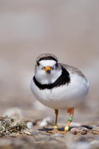 piping plover on the beach 