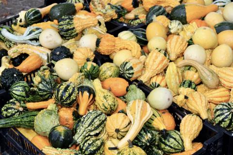 image of a multitude of squash species