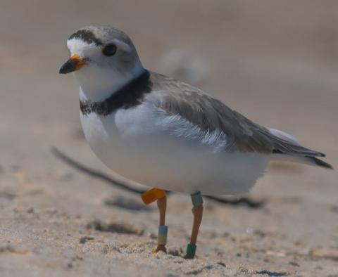 Piping Plover Adult Female