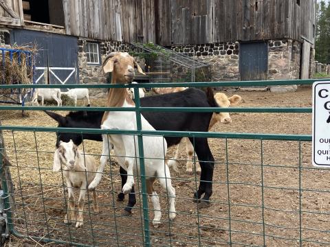 image of several goats behind a fence