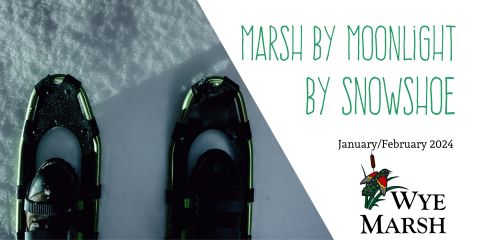 image of snowshoes with the text Marsh by Moonlight by snowshoe