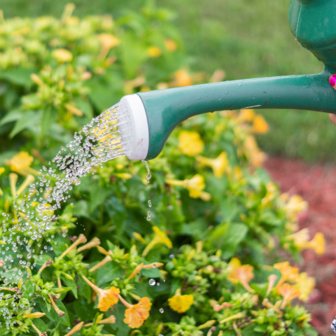 image of a green watering can being used to water yellow flowers