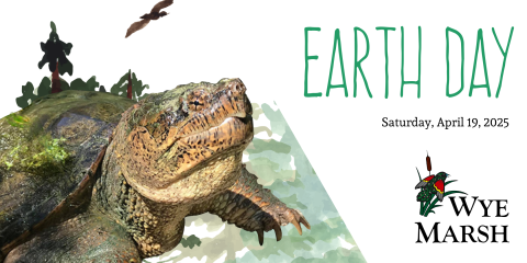 turtle on an earth day social media post for wye marsh