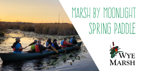 marsh by moonlight spring paddle event photo with people canoeing