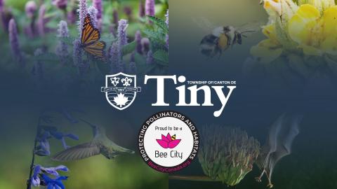 Pollinator Collage Illustrating the Tiny Logo and Bee City