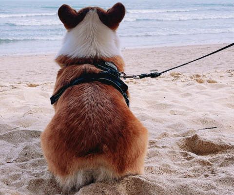 corgi dog wearing a harness sitting on the beach looking out to the water attached to a leash