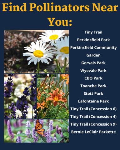 pollinator locations