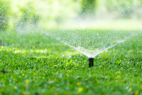 small black sprinkler that has popped out of the ground spraying water on a lush green lawn on a sunny day