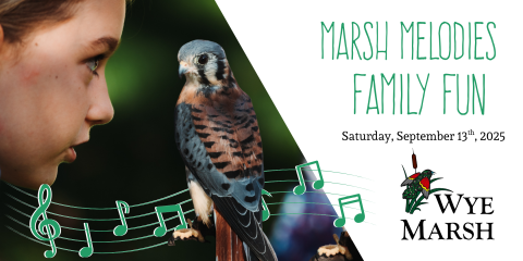girl looking toward a bird with animated music notes behind the bird and the words marsh melodies family fun