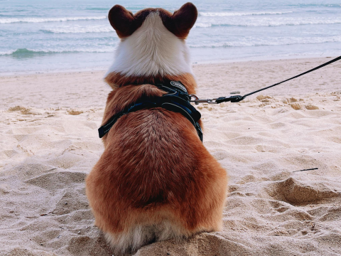 corgi on a leash and harness sitting on the sand looking out onto the beach