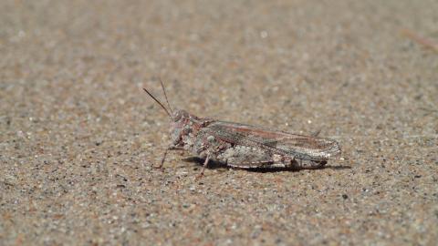 Lake Huron Grasshopper on sand