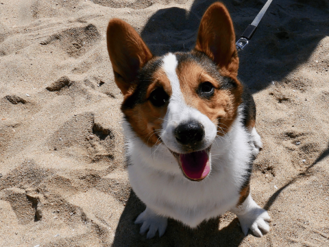 Happy corgi sitting on the sandy ground with a leash, looking up at the camera smiling
