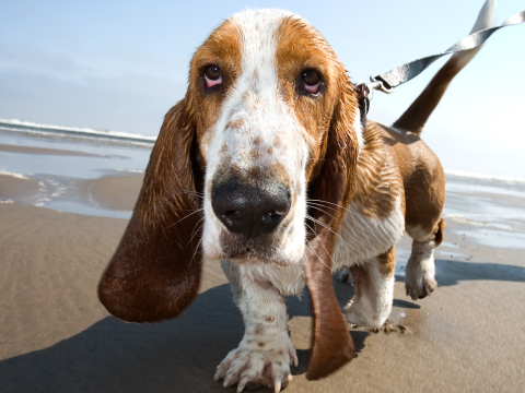 basset hound breed of dog on a harness on the beach