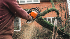 person using a chainsaw to cut a tree branch